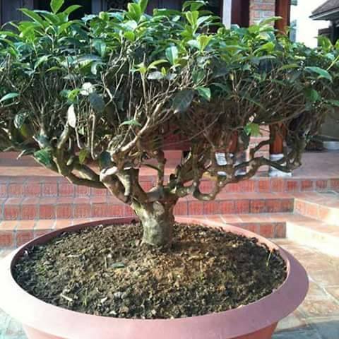 Dân[-]Hà[-]thành[-]"Chơi[-]lạ":[-]Trồng[-]vườn[-]chè[-]cổ[-]thụ[-]trên[-]sân[-]thượng